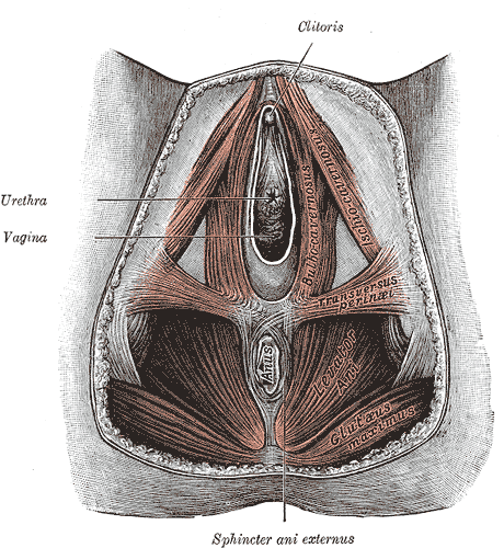 Anatomie des Beckenbodens