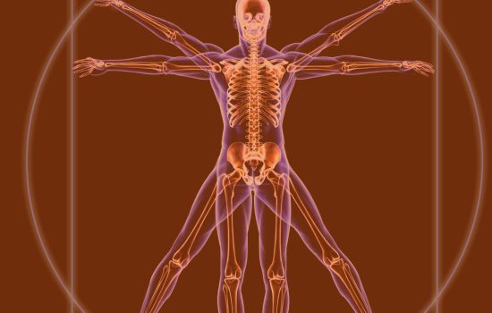 Anatomie Mann und Frau