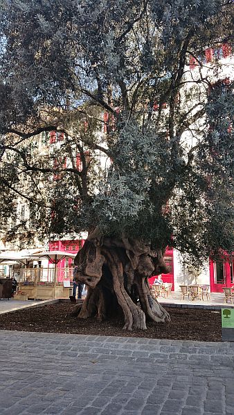 olivenbaum.jpg